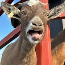 A goat standing in a pasture with its mouth open.