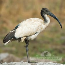 Sacred ibis, a wading bird associated with ancient Egypt
