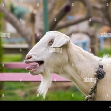 A goat with its mouth open as if bleating
