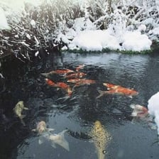 A pond surface becoming covered with ice