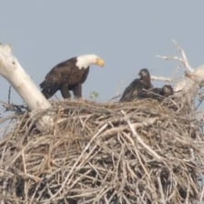 A bald eagle perched beside its large nest in a tall tree