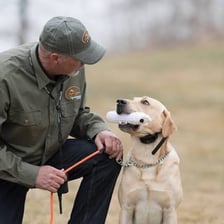 A Labrador retriever walking beside its handler during heel training