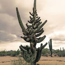 A branching saguaro cactus with several arm-like limbs
