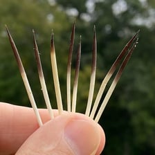 A close-up of sharp quills covering a porcupine