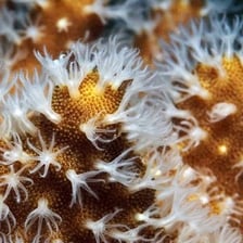 A coral colony made up of many small polyps