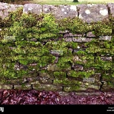 Green moss growing on a gray stone