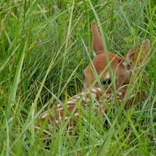 A young deer fawn standing in a meadow