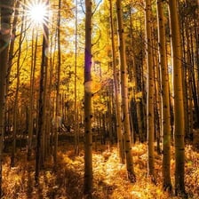 An aspen tree with pale bark in a forest