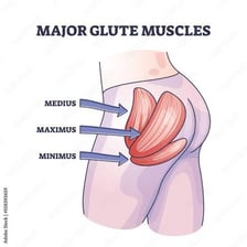 An anatomical illustration showing the human buttocks.