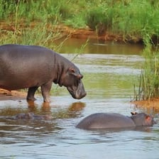 A hippopotamus partially submerged in an African river