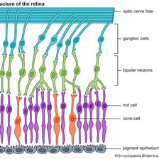 An educational diagram showing the retina at the back of a human eye.