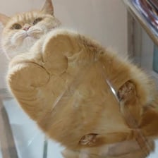 A cat sitting with its paws tucked under its body in the loaf position.