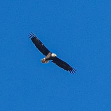An eagle gliding high above the ground