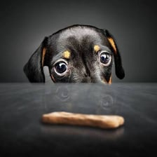 A dog sitting expectantly and looking up at a person holding a treat.