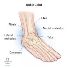 An anatomical illustration showing the ankle joint between the leg and foot.