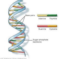 An illustration of DNA’s twisted double-helix structure.
