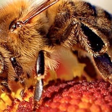 A honey bee queen surrounded by worker and drone bees
