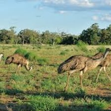 An emu standing in an Australian landscape
