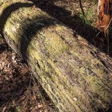 A fallen log gradually decomposing on a forest floor.