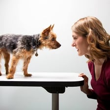 A domesticated animal calmly near a person.
