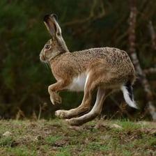 A hare with long ears standing or hopping in a grassy field.