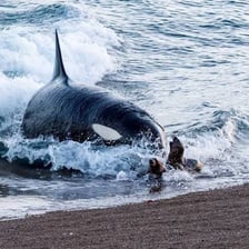 An orca surging onto a beach while hunting prey