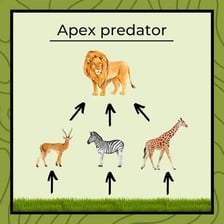 A lion representing an apex predator at the top of a food chain.