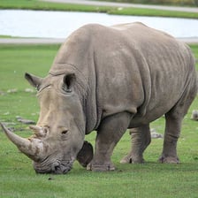 A rhinoceros standing in an African safari landscape.