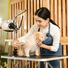 A dog being groomed at a pet spa.