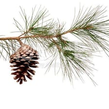 A pine cone attached to a pine tree branch.