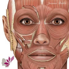 A close view of human skin shown in an anatomical illustration