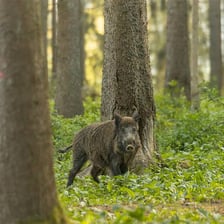 A wild boar standing in a forest.