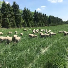 A sheep standing in a grassy pasture.