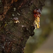 Sticky resin gathered from the bark of a tree