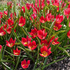 A red tulip in bloom