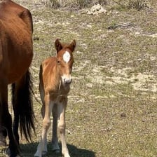 A foal standing in a grassy field