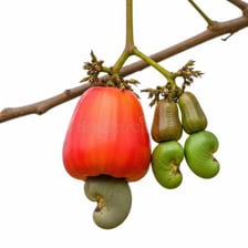 Fruit shown at several stages of ripeness.