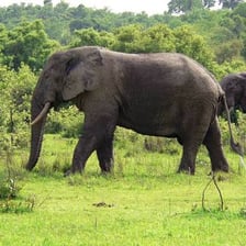 Elephants in Mole National Park in Ghana