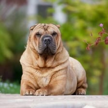 A Shar Pei dog showing its characteristic facial and body wrinkles