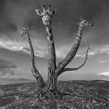 A surreal and unusual object in a visually strange scene