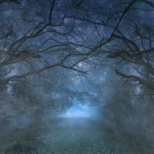 A foggy forest with an unsettling atmosphere