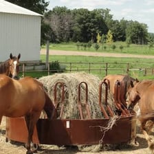 A horse eating dried hay from a feeder