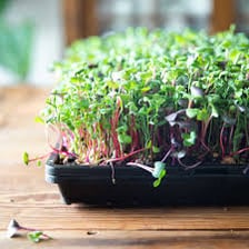 A tray containing young edible microgreen seedlings.