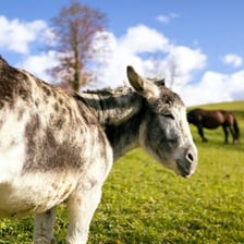 A donkey standing outdoors in a grassy field