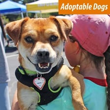 Dogs available for adoption at an animal shelter.
