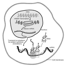 An educational diagram of an RNA molecule carrying genetic information