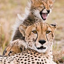 A cheetah viewed during an African wildlife safari