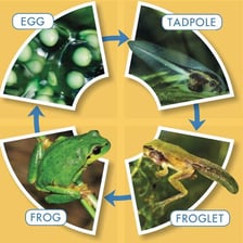 A tadpole shown in water beside later frog life stages.