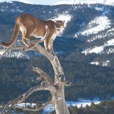 A cougar, also called a mountain lion, standing in a natural landscape.