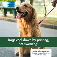 A dog panting with its mouth open on a warm day.